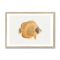 Vintage Fish Painting No. 2 | Fish Wall Art  - Framed