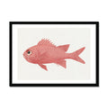 Vintage Fish Painting No. 3 | Fish Wall Art  - Framed