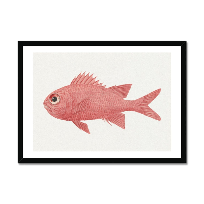 Vintage Fish Painting No. 3 | Fish Wall Art  - Framed
