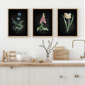 Set of three framed vintage flower prints with black backgrounds above a kitchen counter with decorative items.