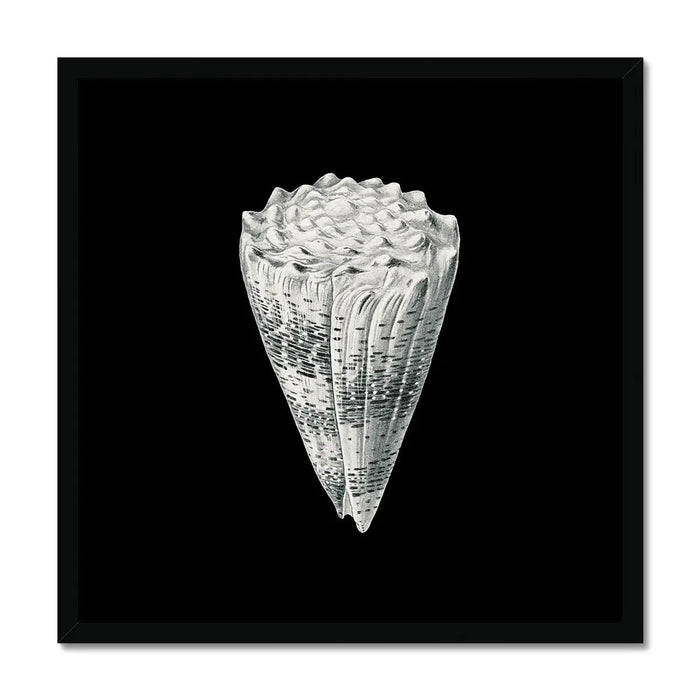 Vintage Imperial Cone Shell | Black & White | Shell Wall Art Print - Framed Wall Art