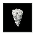 Vintage Imperial Cone Shell | Black & White | Shell Wall Art Print - Framed Wall Art