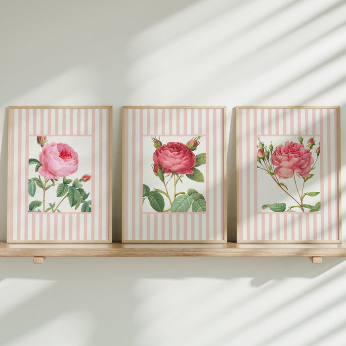 Three framed botanical prints of roses on a wooden shelf with sunlight casting shadows.