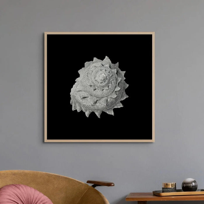 Shell Art Vintage Star Shell | Black & White | Shell Art Print - Framed - Beach House Art