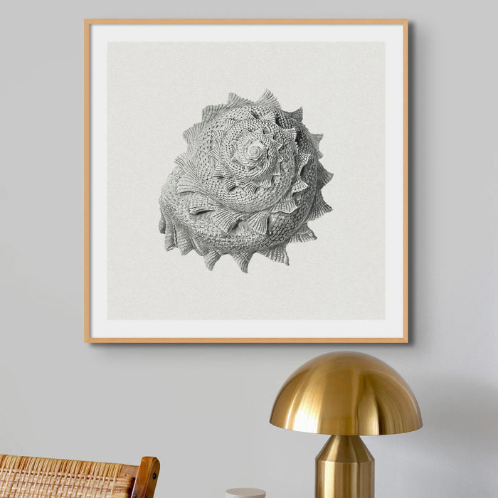 Vintage Star Shell Art Print | Shell Wall Print - Framed Print