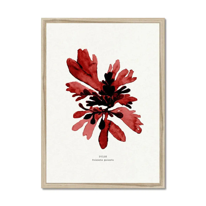 Watercolour Seaweed Print Wall Art (Dulse) - Framed Beach House Art