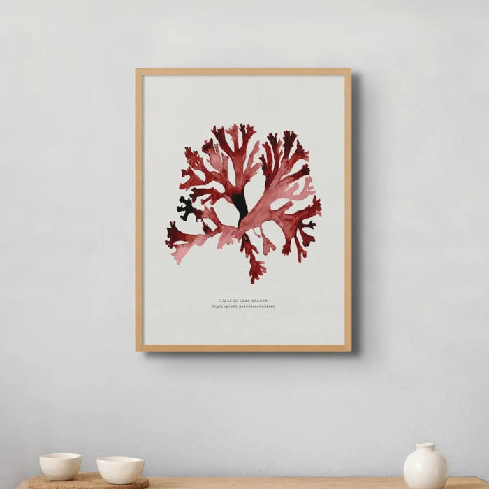 Watercolour Seaweed Wall Art (Stalked Leaf Bearer) - Framed